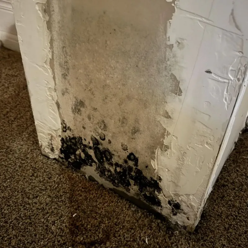 Professional Mold Removal in South El Monte, CA
